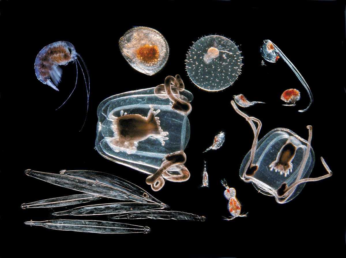 Факторы влияющие на развитие фитопланктона. продукционный цикл фитопланктона основные факторы влияющие на продуктивность фитопланктона