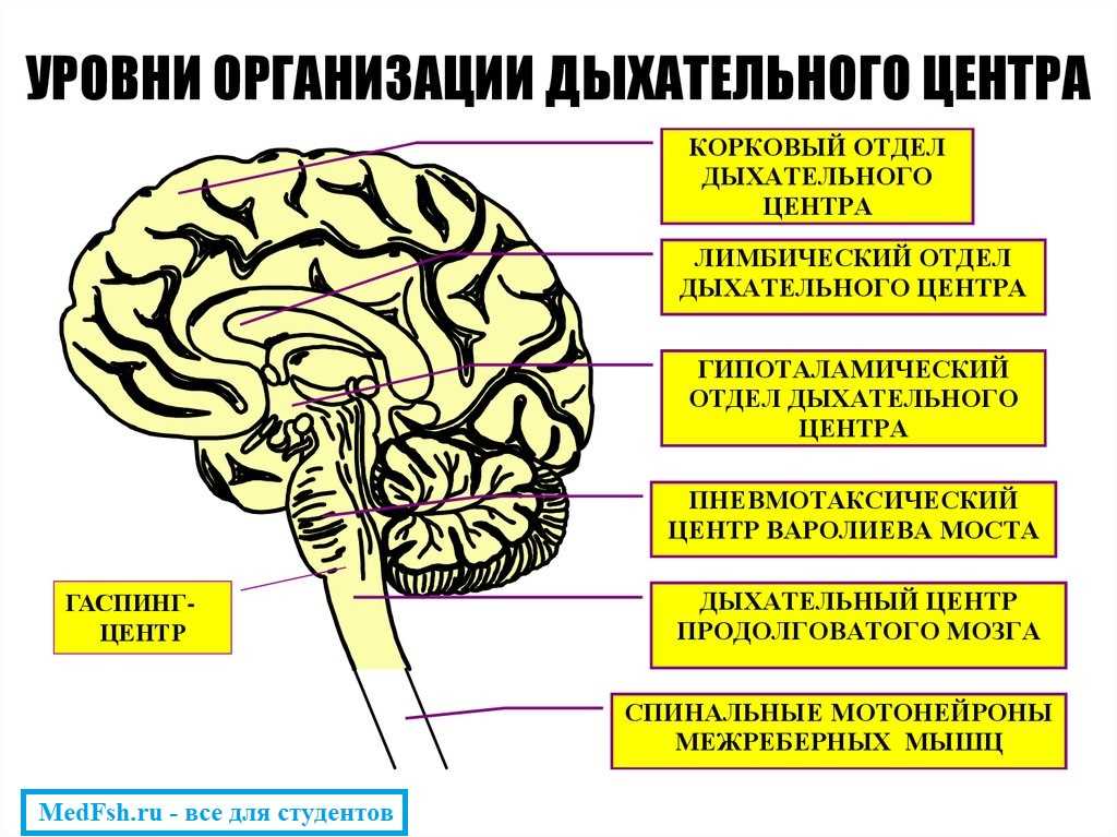 В каких отделах мозга находится дыхательный центр. Уровни дыхательного центра. Перечислите уровни дыхательного центра.. Уровни регуляции дыхательного центра. Укажите уровни организации дыхательного центра.