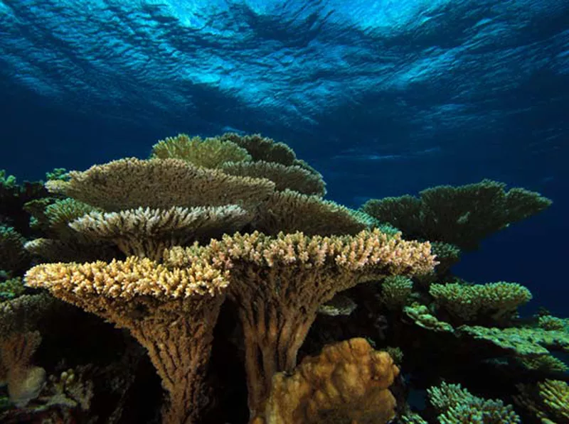 Ядовитые водоросли, медузы, ежи, звезды, кораллы обжигают в средиземном море. что вызывает жжение в море на кипре?