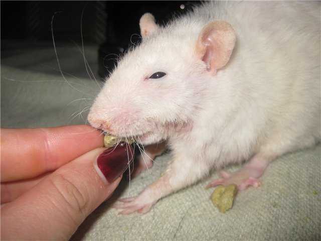 Почему у крысы кровь из носа