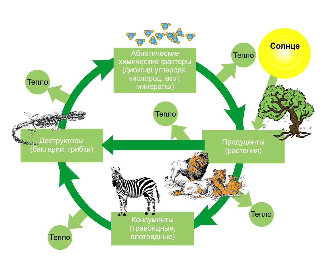 Жизненные процессы организмов. Схема биологического цикла. Круговорот веществ и энергии в биосфере схема. Биогеохимический круговорот веществ. Биологический круговорот веществ в биосфере.