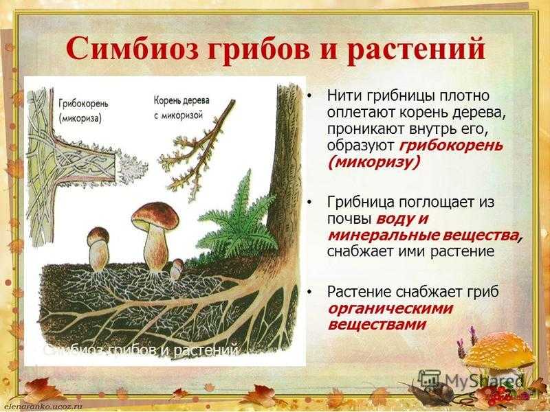 Симбиоз в природе: примеры симбиозов растений, бактерий, грибов