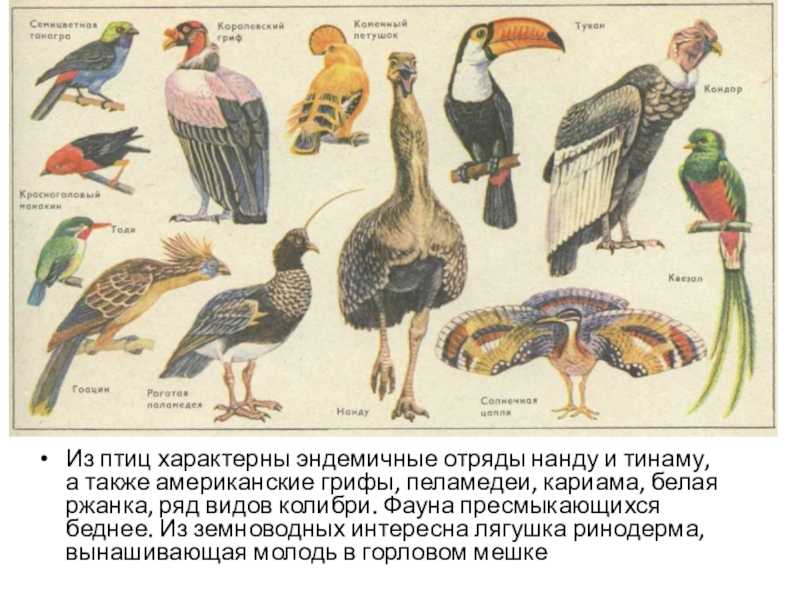 30 птиц со странными названиями, которые показывают, что у орнитологов закончились нормальные имена
