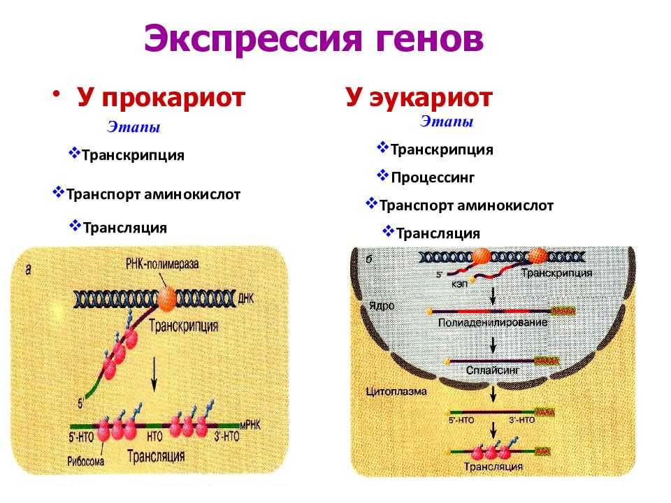 Регуляция у прокариот и эукариот. Этапы экспрессии генов у прокариот. Этапы экспрессии генов эукариот схема. Экспрессия генов у прокариот и эукариот таблица. Регуляция экспрессии генов у эукариот.