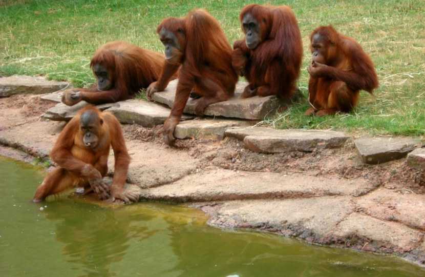 Орангутан: описание, виды, место обитания, чем питается, образ жизни и повадки | планета животных