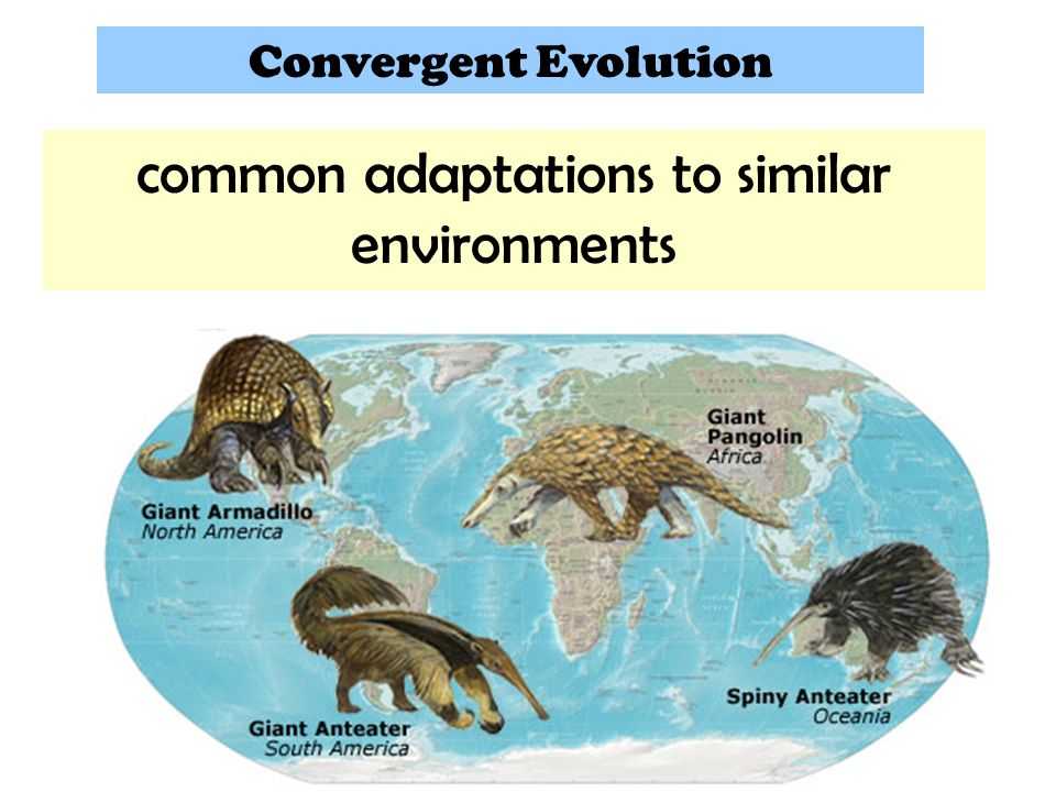 Конвергентная эволюция | вымершие животные вики | fandom
