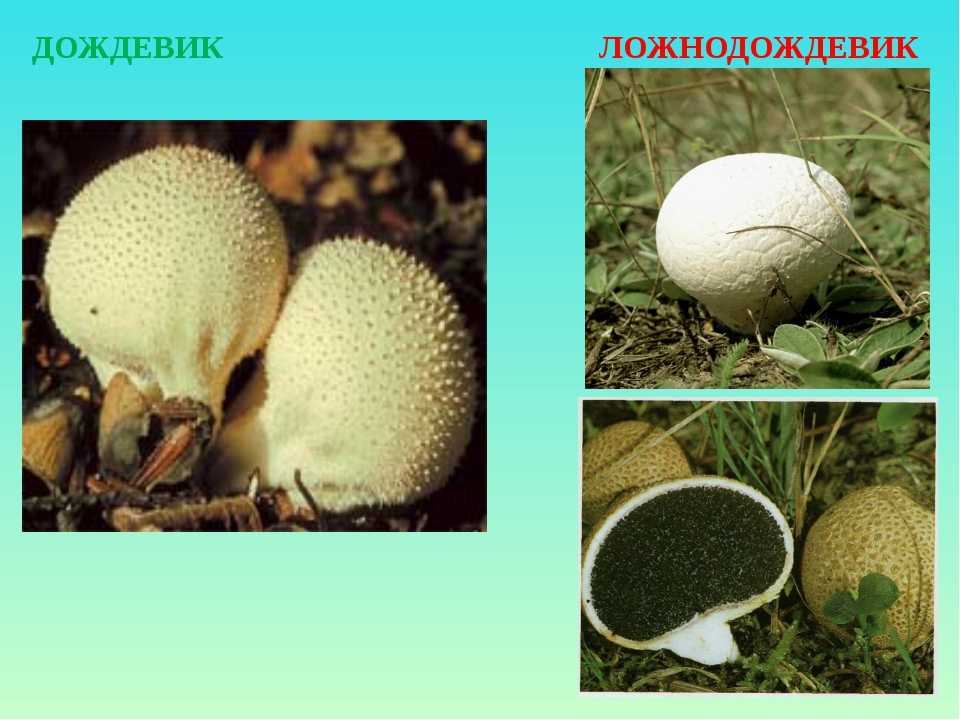 Гриб дождевик (55 фото): виды, описание, как выглядит белый, желтый, съедобный, ложный, ядовитый, лечебные свойства