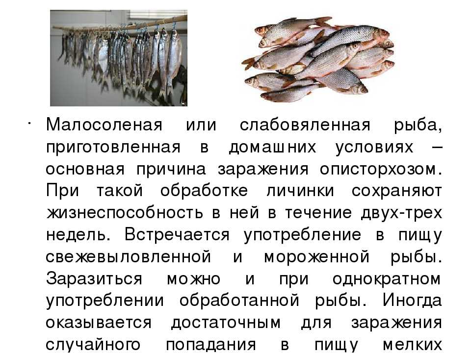 Описторхоз в рыбе: как убить, при какой температуре готовить, применение соли
