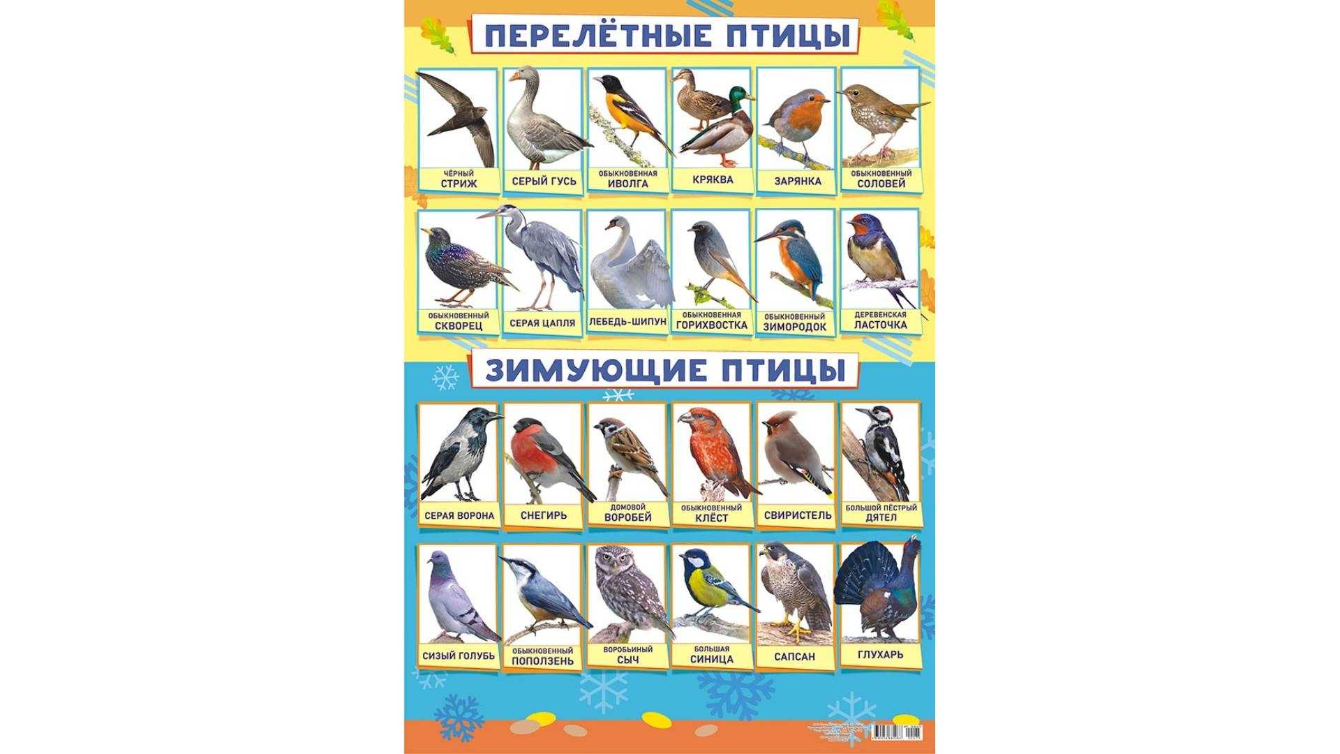Приметы про птиц в различных ситуациях