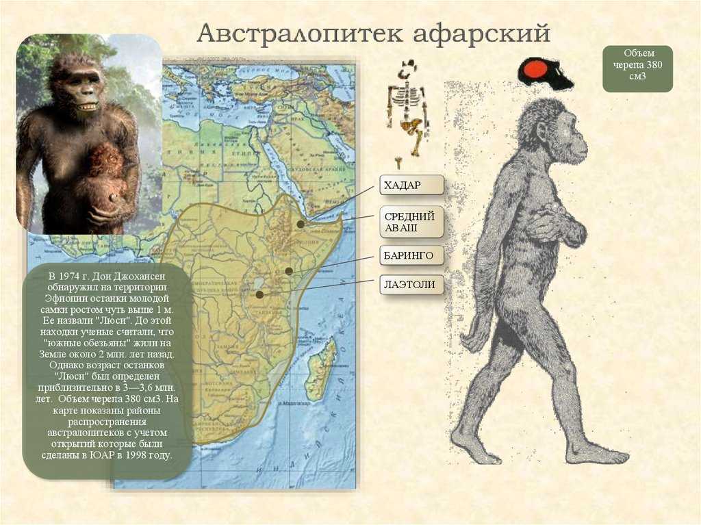 Австралопитек седиба - australopithecus sediba - abcdef.wiki