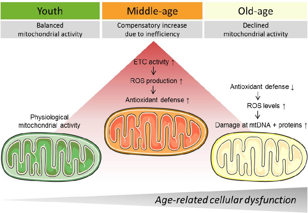 Митохондриальная теория старения – изменение функций генома митохондрий и процесс старения | блог anti-age expert