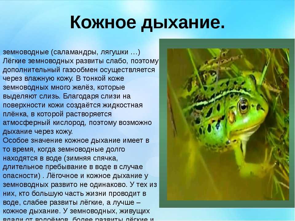 Роль слизи земноводных. Дыхание земноводных лягушки. Окружающий мир земноводные. Земноводные это 3 класс.
