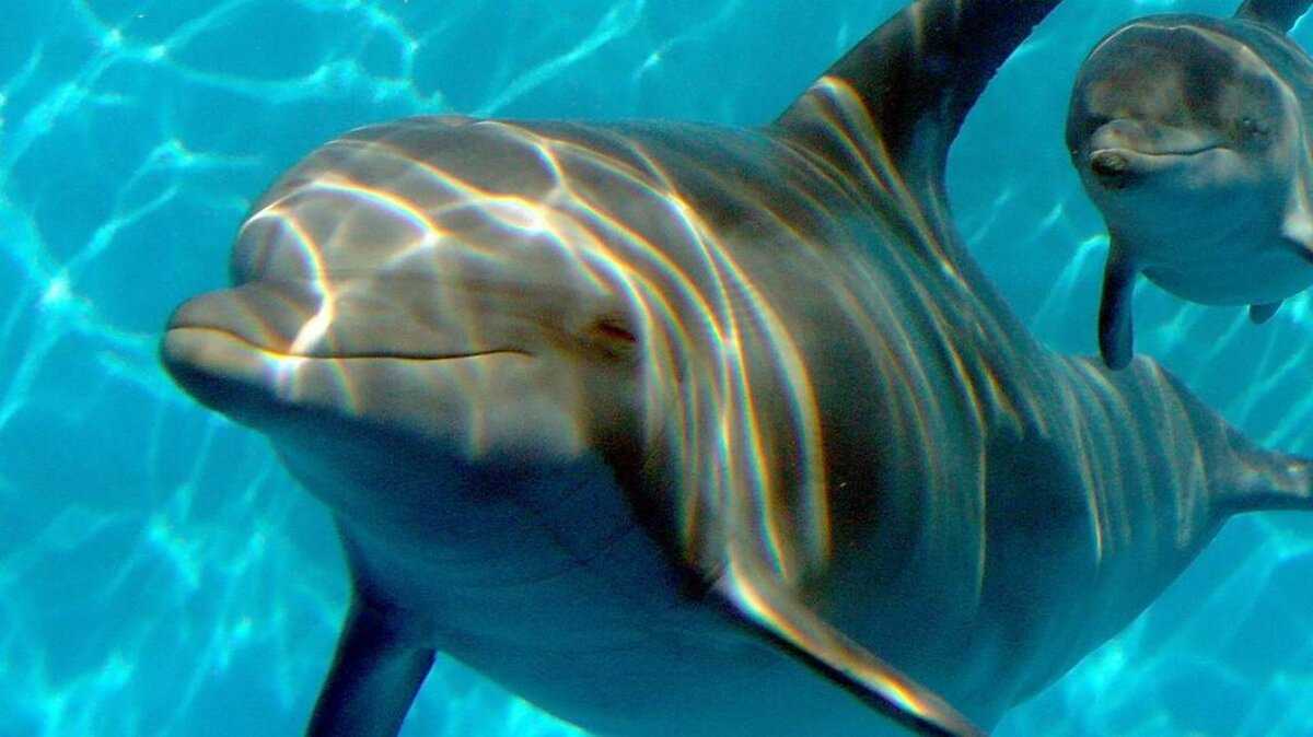 Не милые и не добрые: 10 особенностей дельфинов, о которых редко рассказывают