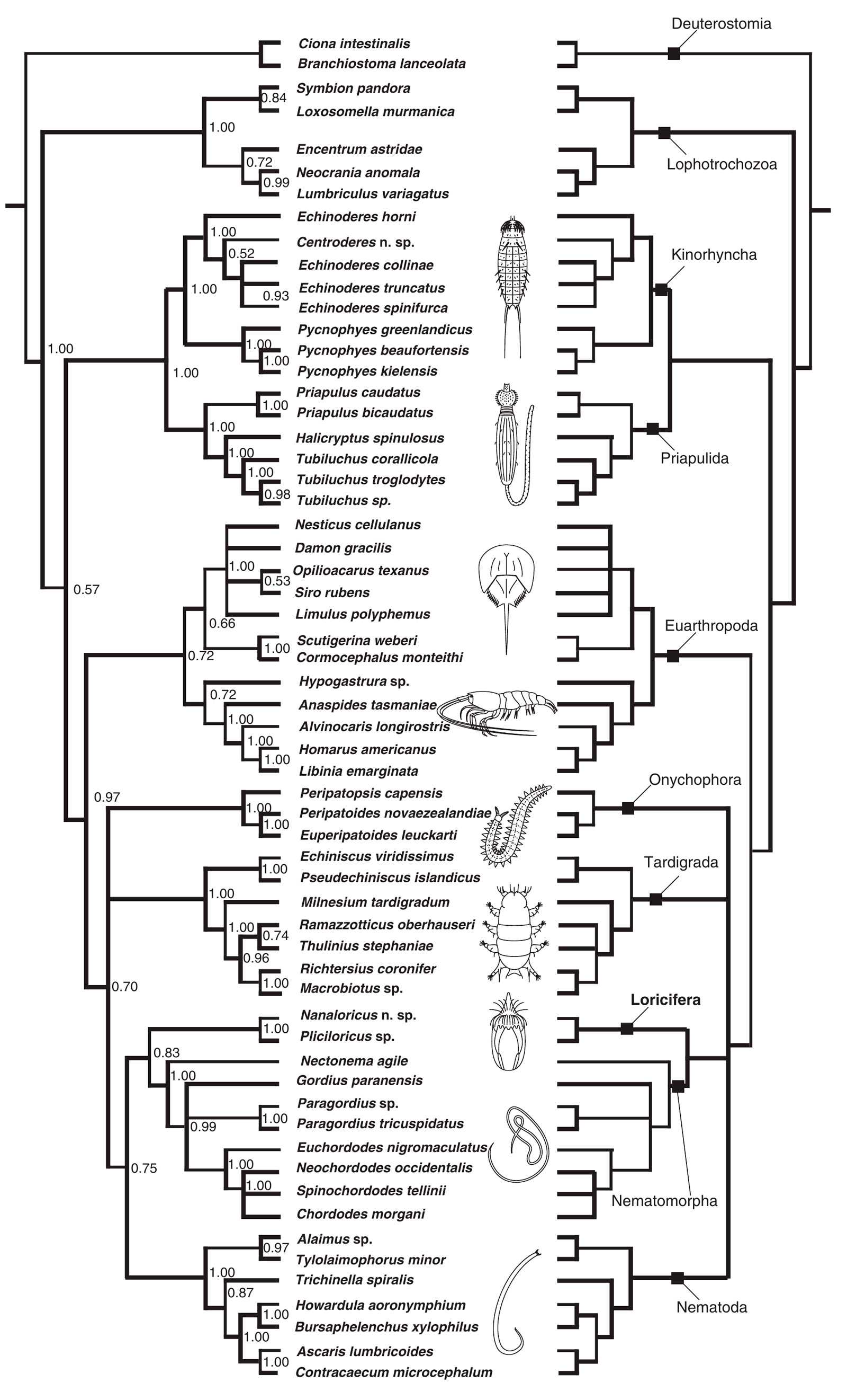 Лорициферы — тип морских червей, открытый только в 1983 году и входящий в группу линяющих животных Ecdysozoa, к которой относятся членистоногие с их червеобразными родственниками Последние делятся на две группы — Scalidophora и Nematoida Новое исследовани