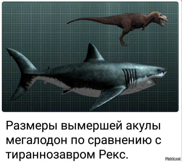 Акула мегалодон: фото, размеры, вес, описание, вымирание