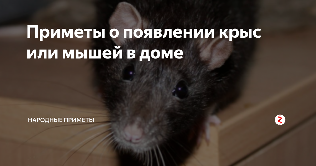 Почему крысы боятся. Мышь забежала в дом. Боязнь мышей. Мышка в доме примета.