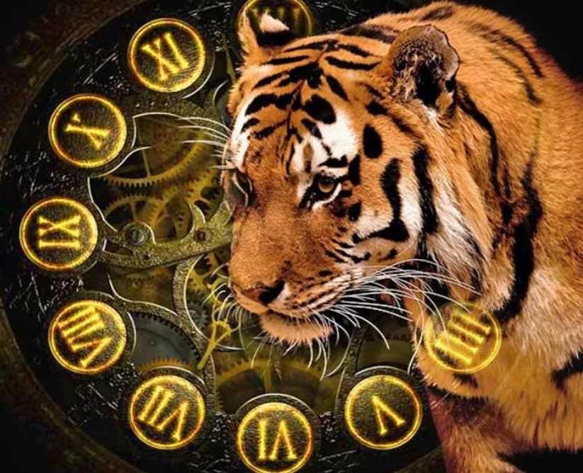 Каждые 12 лет – «рычим». что происходило в мире в годы тигра?