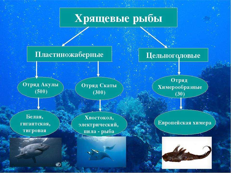 Осетр: польза, вред и особенности рыбы | food and health