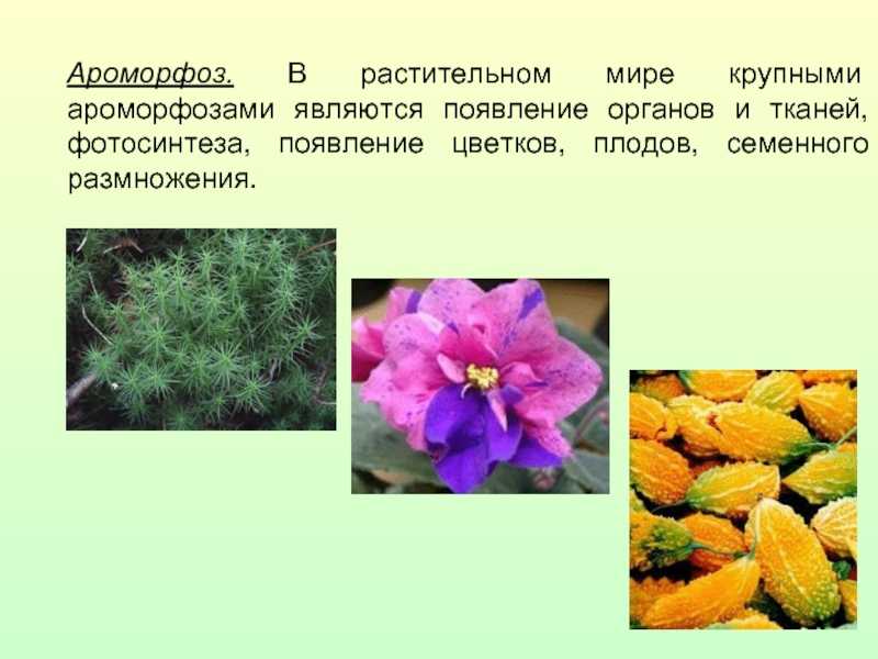 Ароморфоз покрытосеменных примеры. Возникновение семени у растений ароморфоз. Ароморфозы в растительном мире. Появление цветка у растений. Примеры ароморфоза у растений.