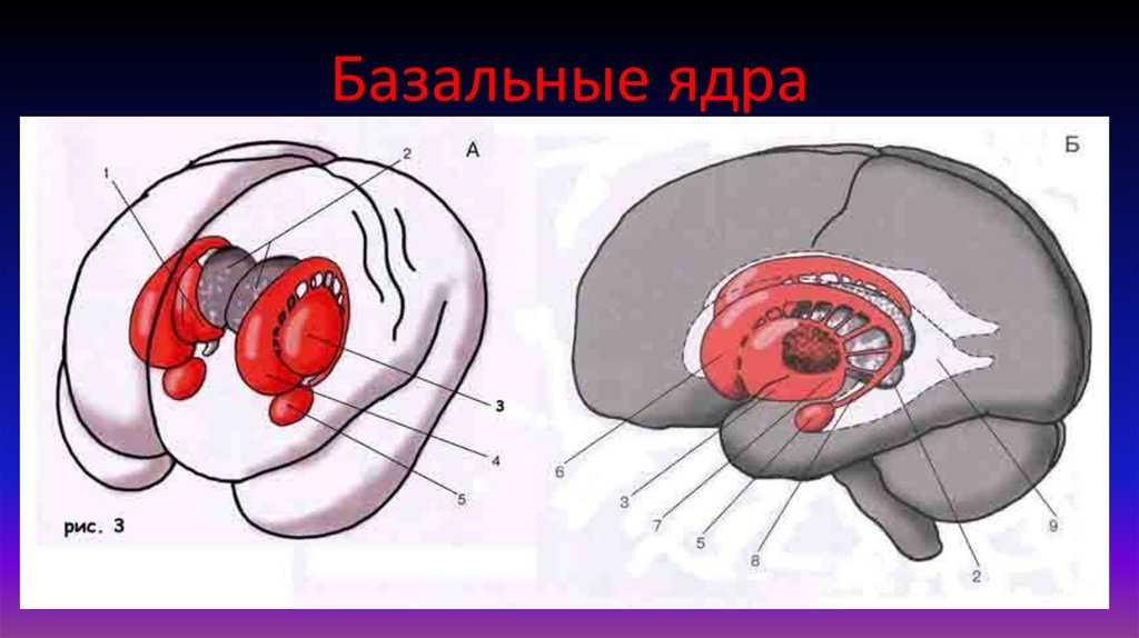 Базальные ядра картинка