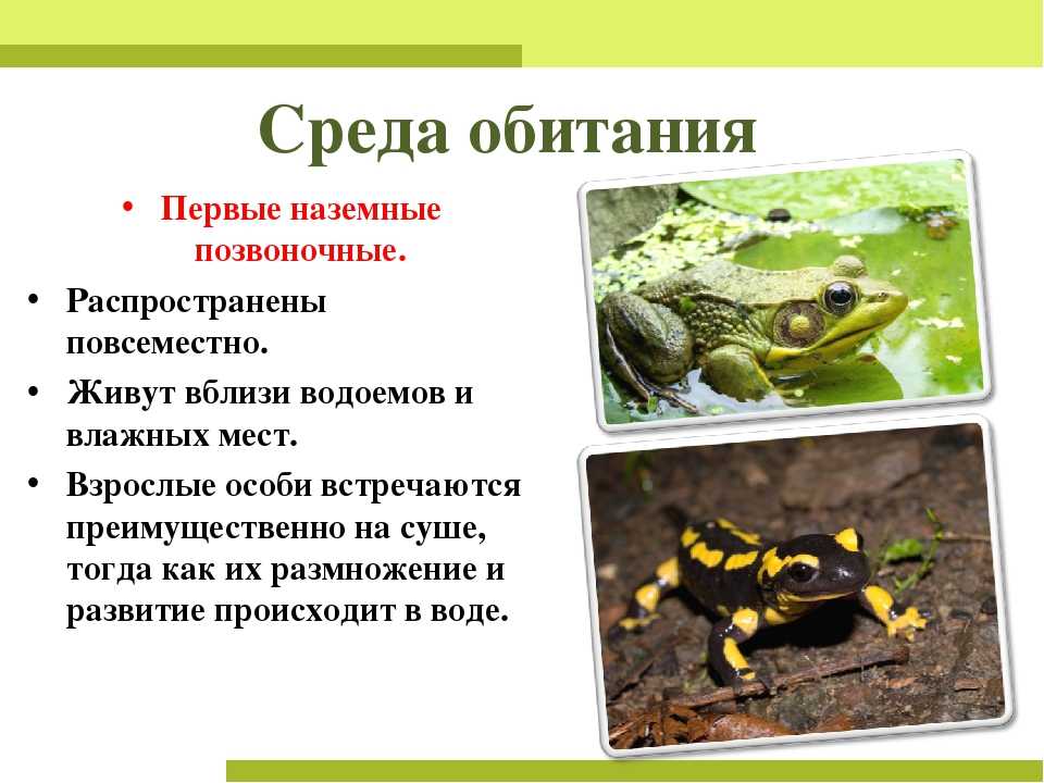 Доклад на тему колибри (описание, виды, где обитают, чеи питаются ) сообщение
