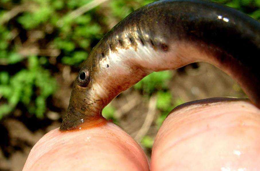 Рыба минога: где живет, ее особенности и отличия, размножение