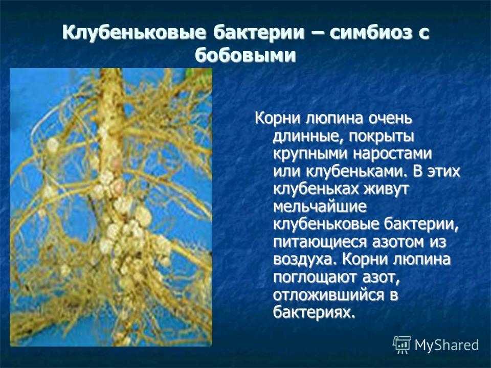Симбиоз морских микробов - marine microbial symbiosis