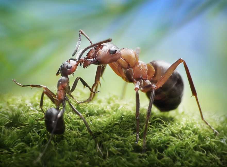 Муравьи и тля – описание взаимовыгодного симбиоза насекомых