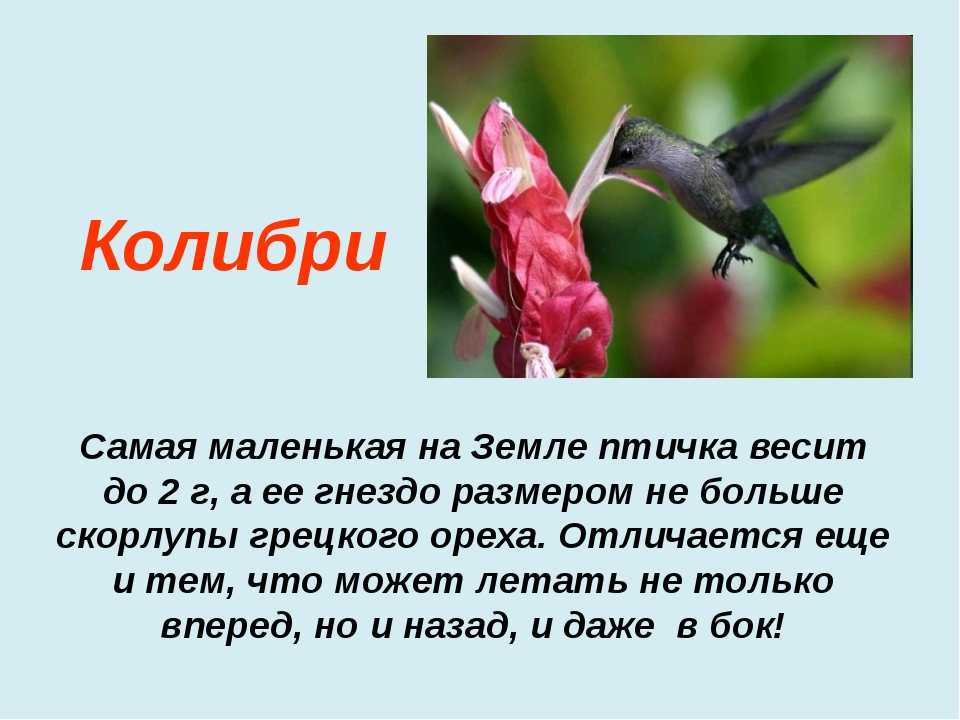 Птицы: колибри (50 фото) интересные факты. красочные фото колибри