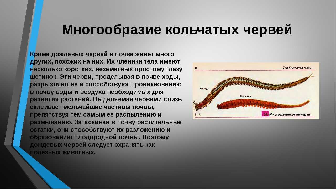 Кольчатые черви перечислить. Многощетинковые черви и Малощетинковые черви. Класс Малощетинковые черви строение. Биология 7 класс типы кольчатых червей. Малощетинковые кольчатые черви 7 класс биология.