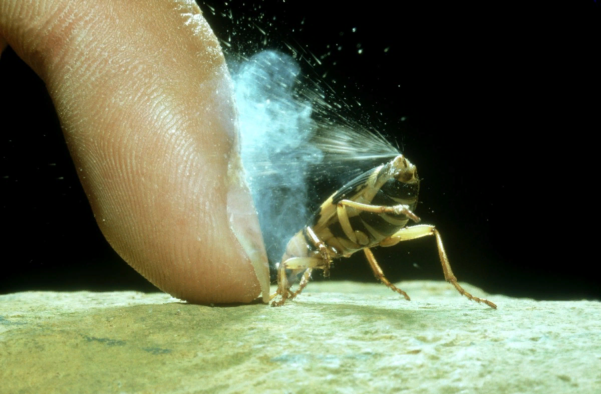 Американские ученые изучили механизм, с помощью которого жуки-бомбардиры защищаются от врагов Эти жуки могут в случае опасности выстреливать в них струей кипящей жидкости из анальных желез Ученым удалось заснять работу желез во время защитного выстрела, ч