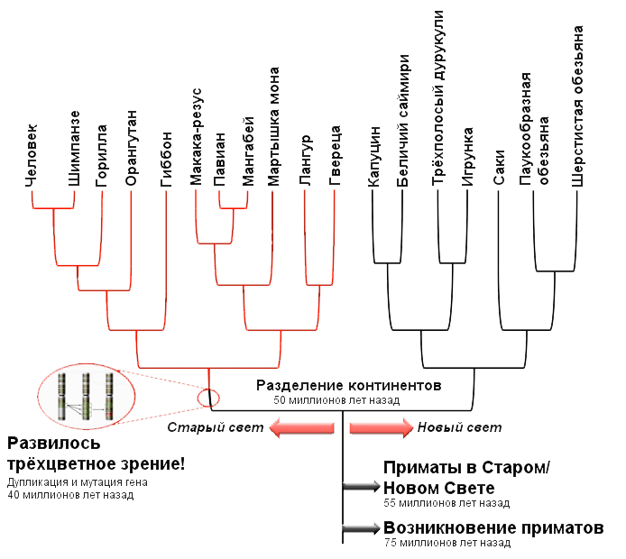 Урок 8: эволюция растений - 100urokov.ru