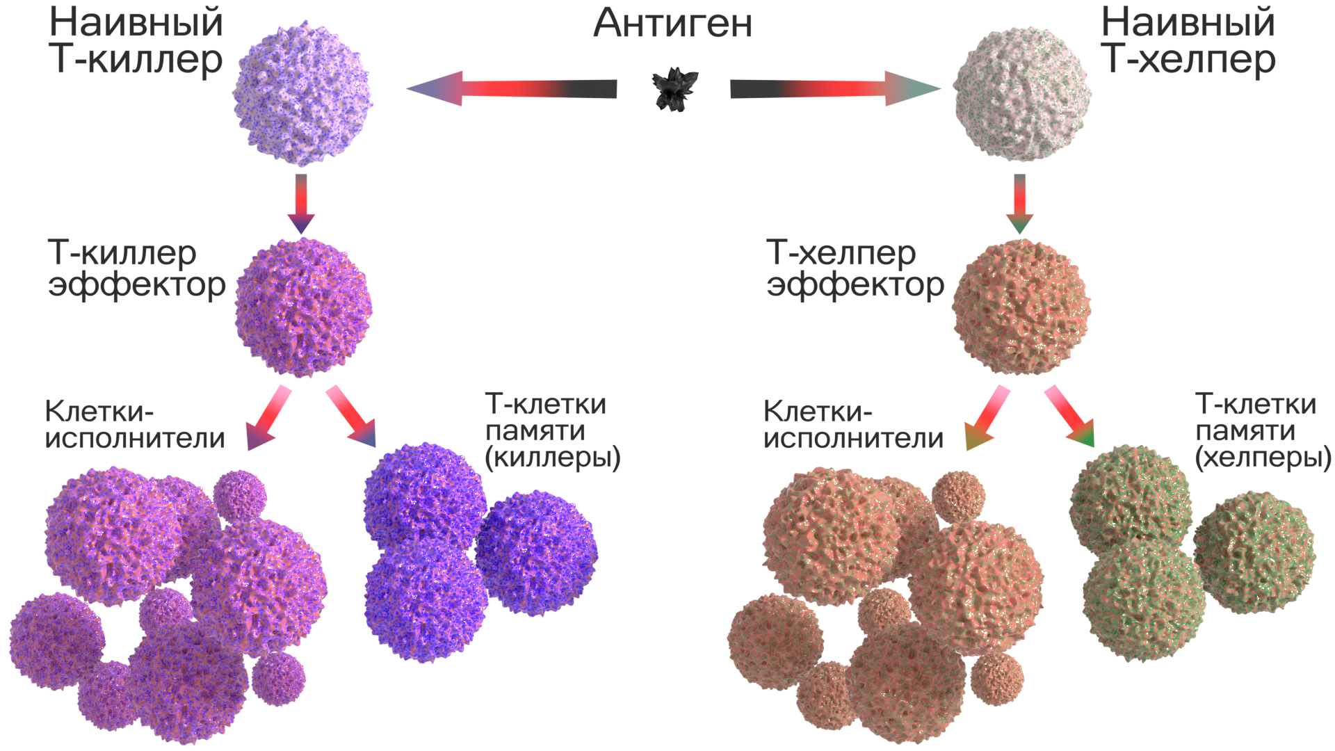 Действия лимфоцитов. Клетки памяти т-лимфоцитов. Клетки иммунной системы т-киллеры. Т лимфоциты т киллеры т хелперы т супрессоры. Т клетки иммунной памяти функция.