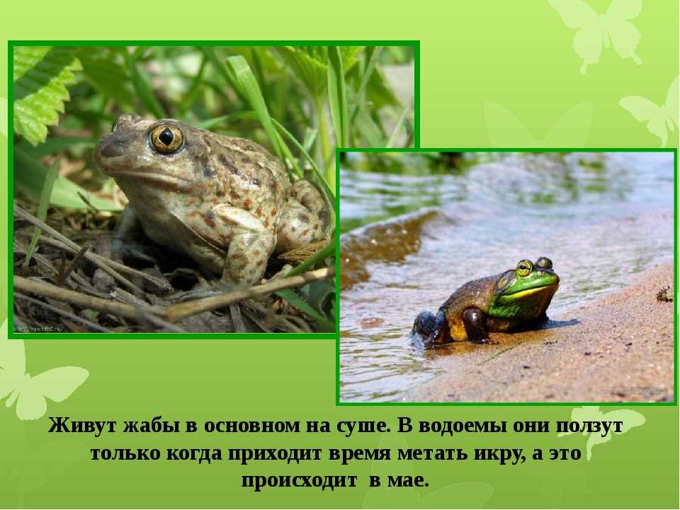 Приспособление лягушки к жизни. Где обитают лягушки. Где живут Жабы. Образ жизни лягушки. Обитание лягушки.