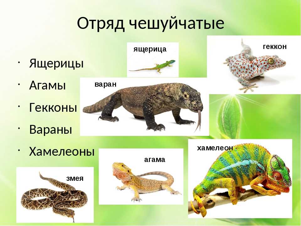 Рептилии фото с названиями и описанием для детей