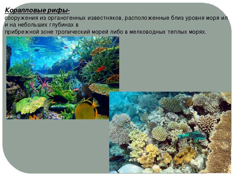 Коралловые рифы (coral reefs), nекст на английском с переводом