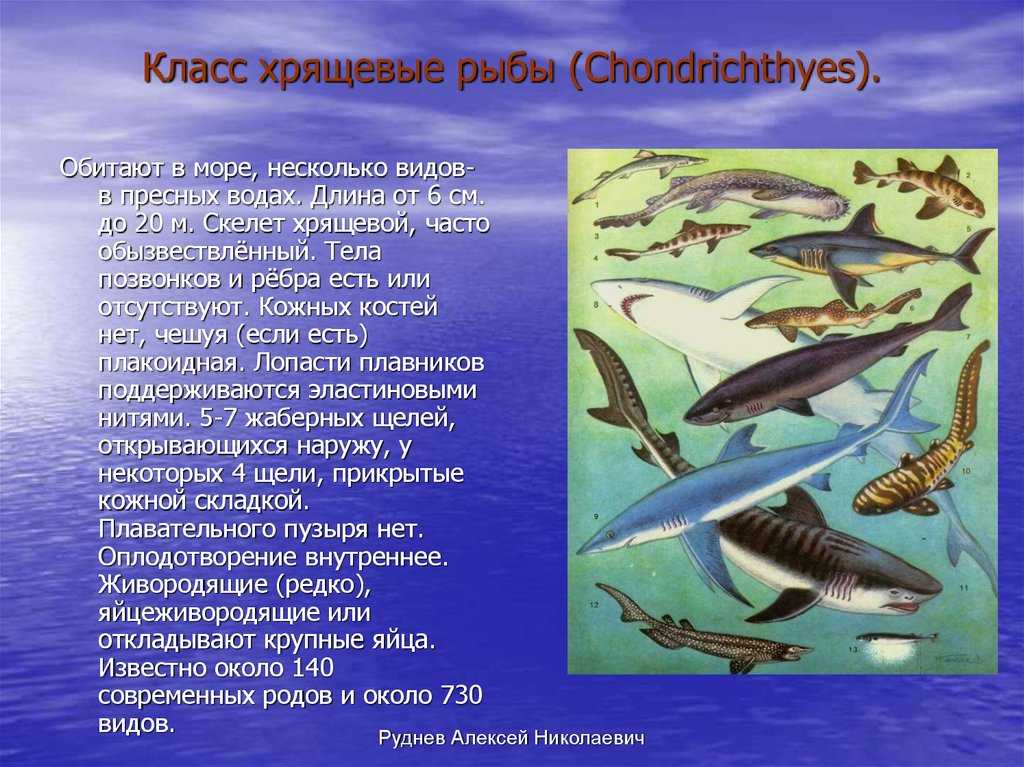 Хрящевые ⭐️ рыбы: общая характеристика, особенности строения, представители хрящевых рыб