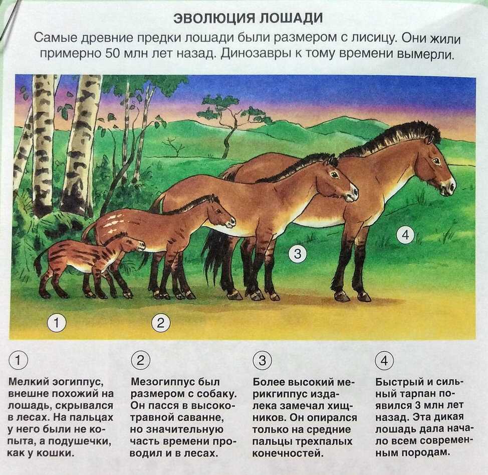 Где произошли лошади. Филетическая Эволюция лошади. Этапы эволюции лошади. Происхождение лошади Эволюция. Схема исторического развития лошади.