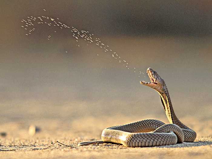 Какие змеи плюются ядом и что после этого происходит? (4 фото)
