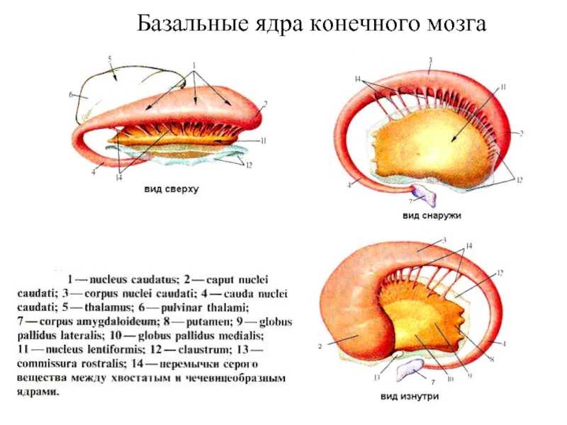 Кора головного мозга: участки, анализаторы