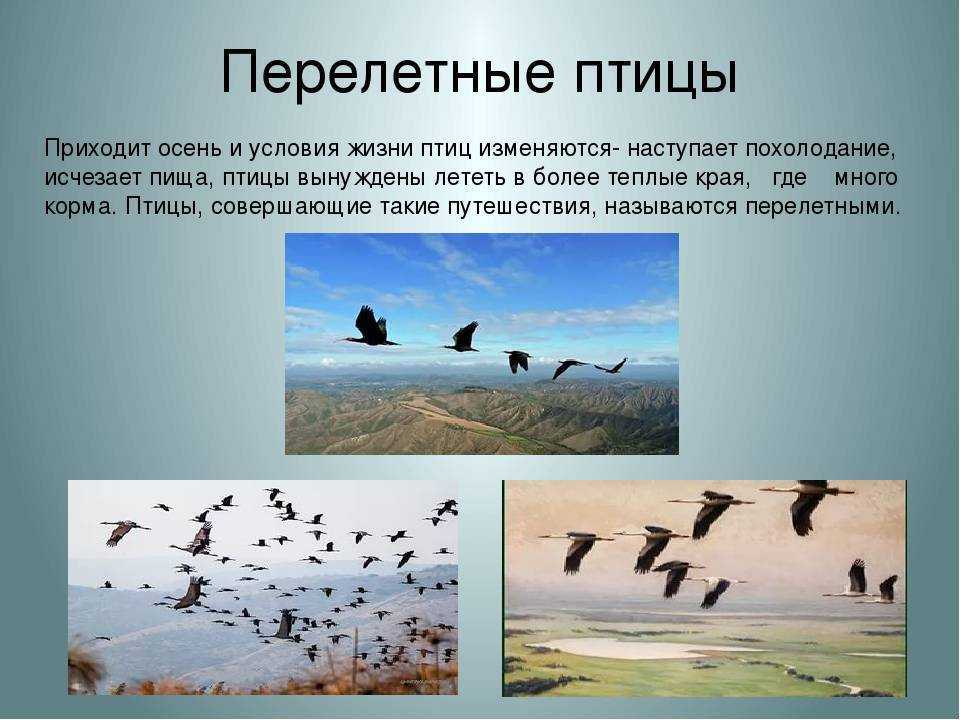 Озерная чайка перелетная птица или же нет; образ жизни, миграция и зимовка