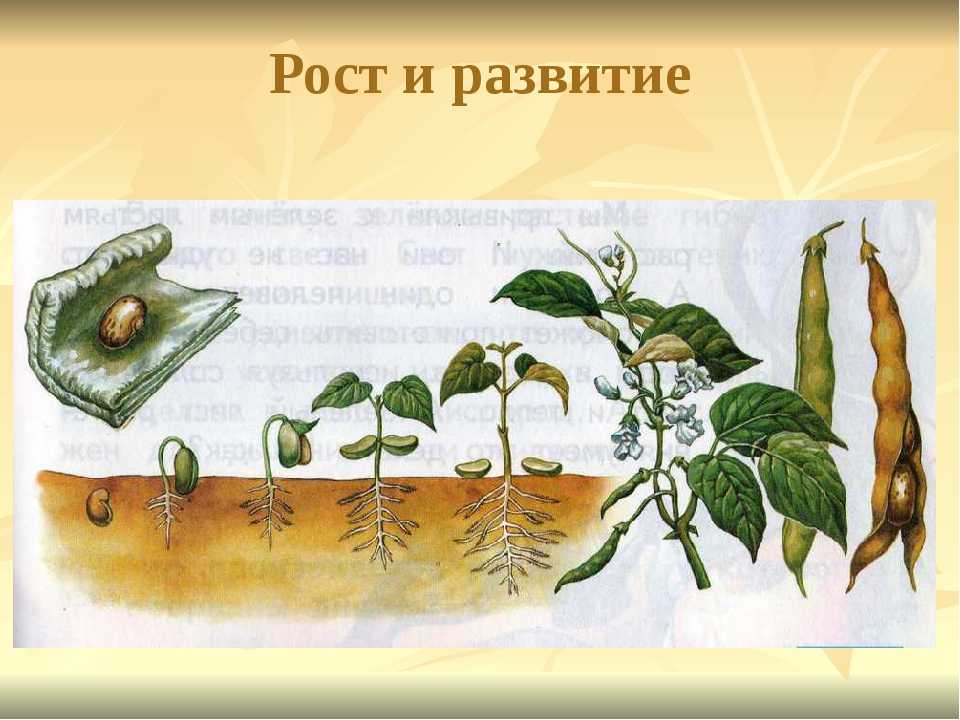Стадии развития растения картинки для детей