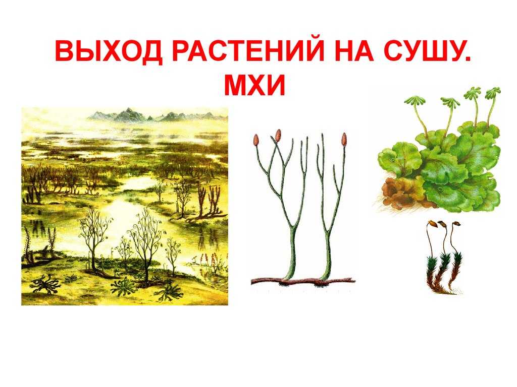 Выход растений на сушу какая эра. Псилофиты и риниофиты. Эволюция растений псилофиты. Силурийский период псилофиты. Эволюция растений риниофиты.
