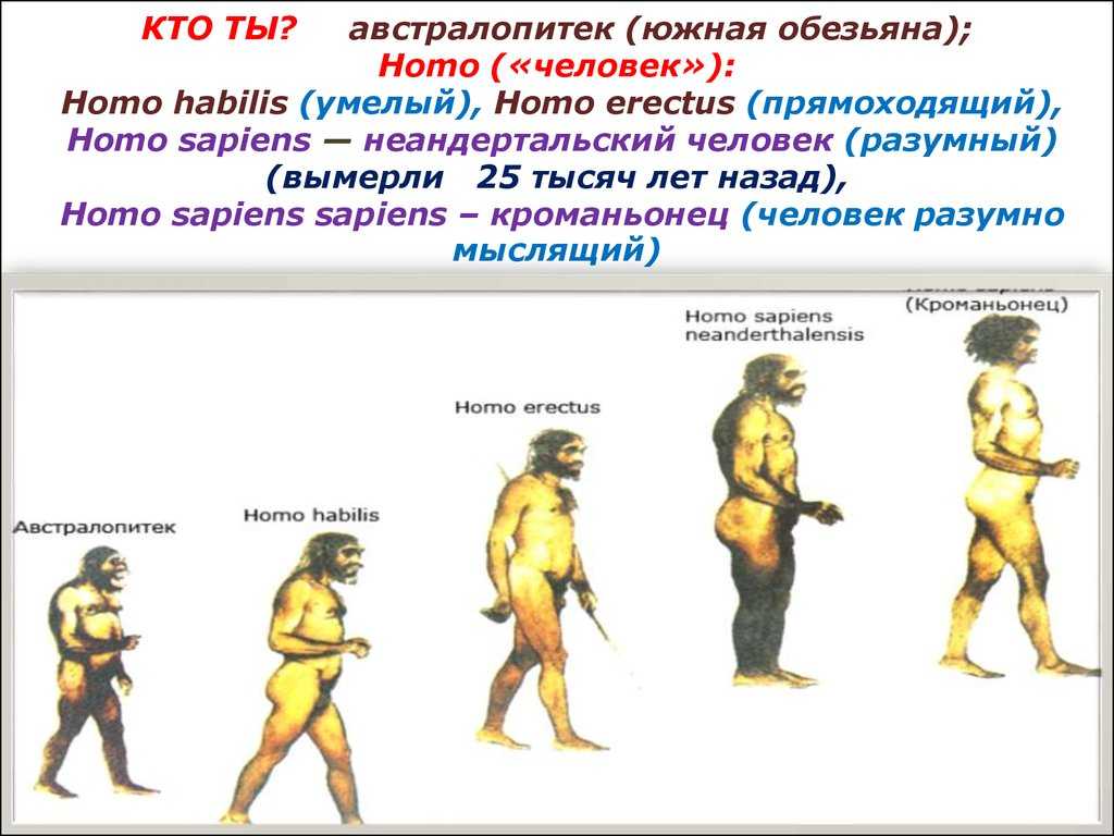От сахелантропа до homo sapiens биолог станислав дробышевский о том, как происходила эволюция человека