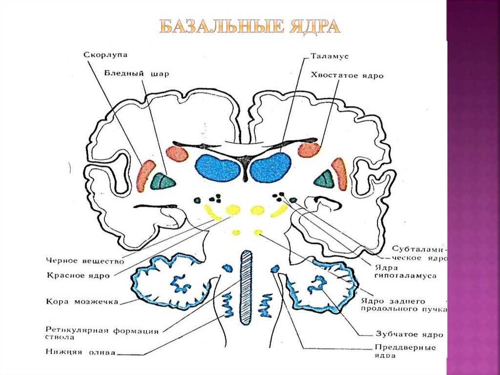 Схема расположения базальных ядер