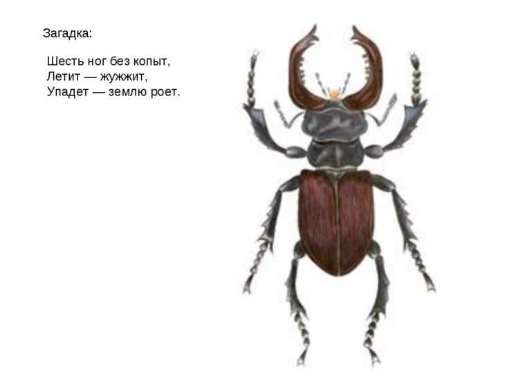Интересные факты о жуке бомбардире | vivareit