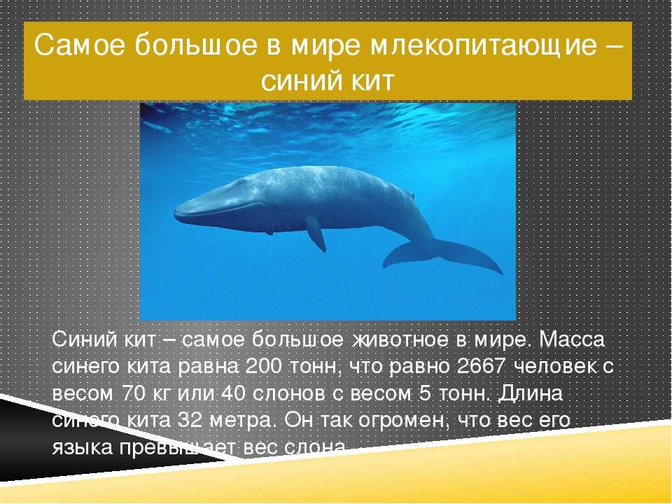 Сколько кит размер. Синий кит длина и вес. Синий кит самый большой кит. Самый большой синий кит Размеры. Самый большой кит в мире вес.