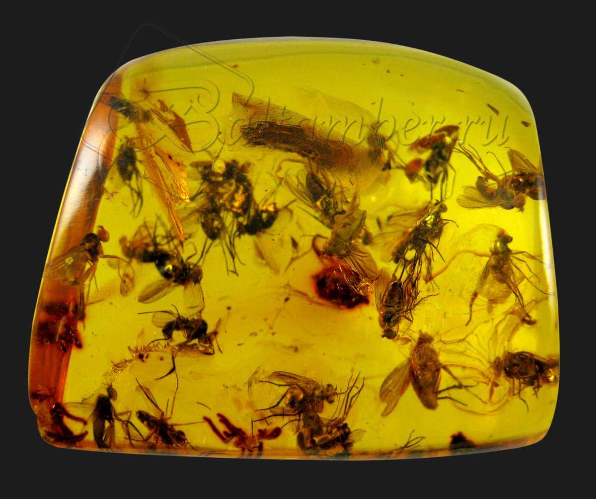 Насекомые в янтаре: доисторическая муха, клоп, комар и другие инклюзы