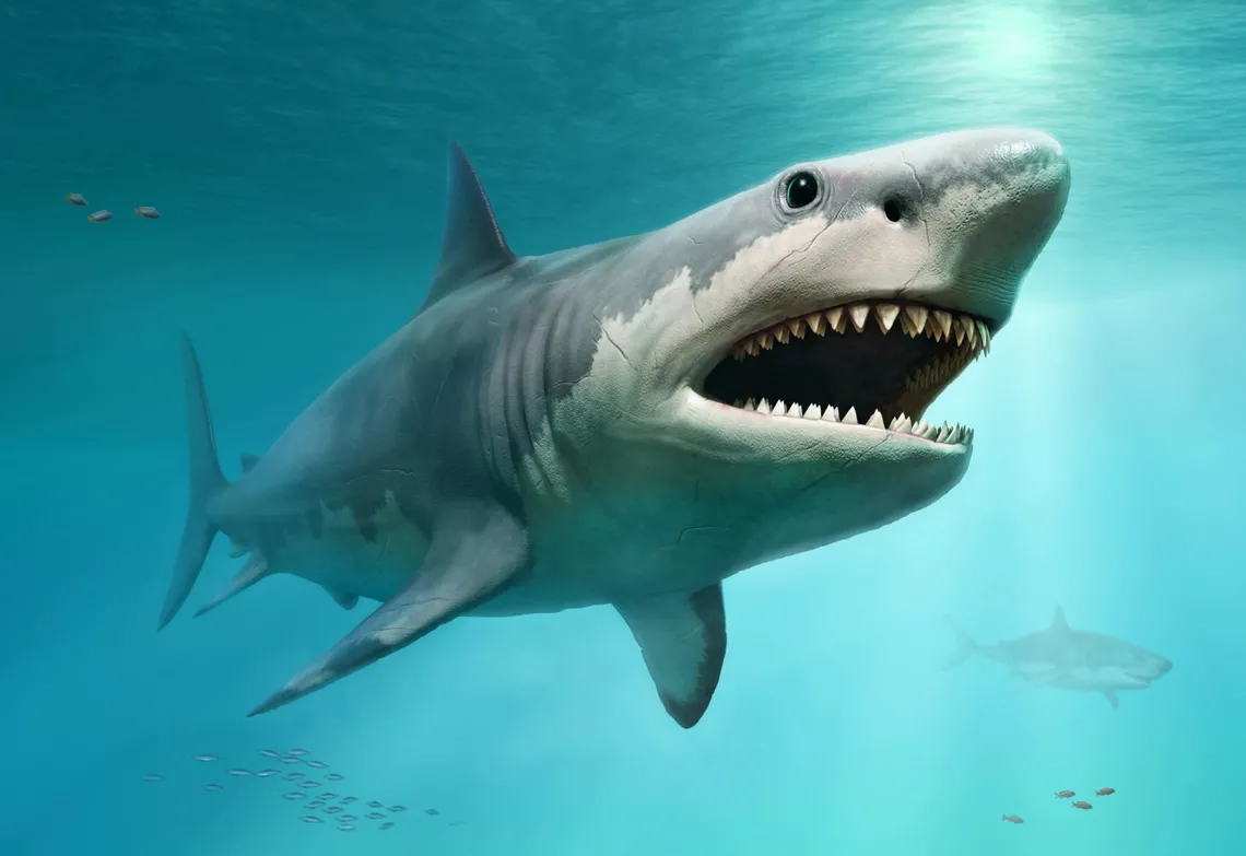 Белая акула: размеры и вес, физические данные, характеристика и классификация