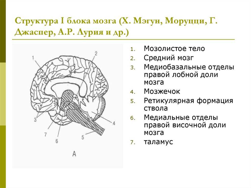 #видео | ученые создали подробную 3d карту мозга плодовой мушки - hi-news.ru